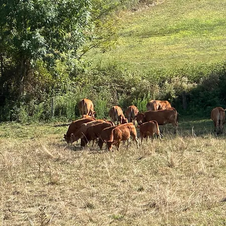 Ferienhaus In De Groene Heuvels De Charente Voorzien 3 Slaapkamers En 2 Badkamers Ecuras