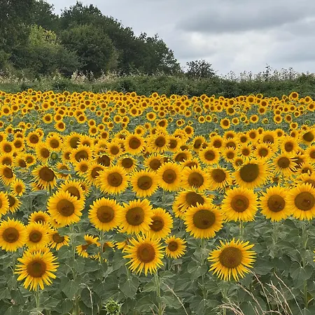 In De Groene Heuvels De Charente Voorzien 3 Slaapkamers En 2 Badkamers * Ecuras