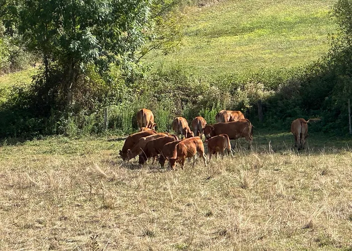 Ferienhaus In De Groene Heuvels De Charente Voorzien 3 Slaapkamers En 2 Badkamers Ecuras
