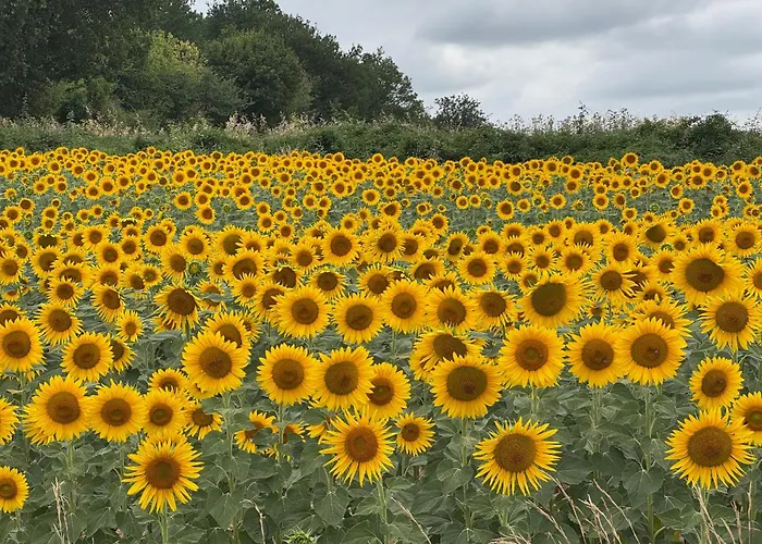 In De Groene Heuvels De Charente Voorzien 3 Slaapkamers En 2 Badkamers * Ecuras