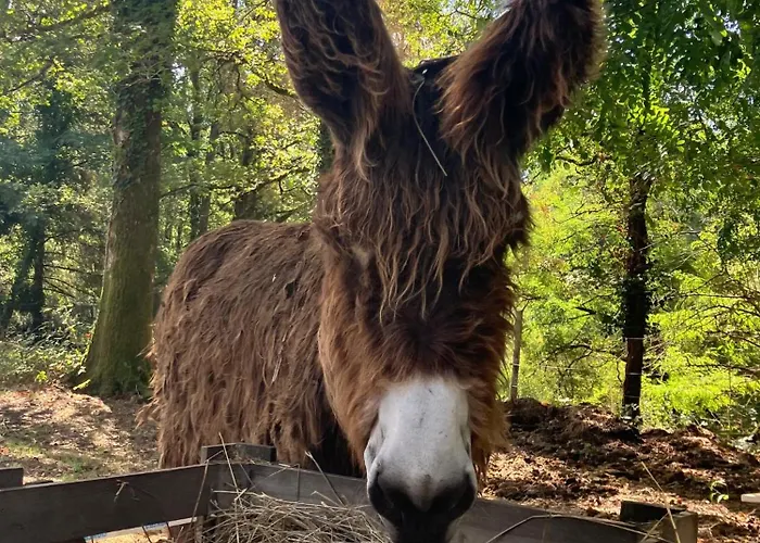 In De Groene Heuvels De Charente Voorzien 3 Slaapkamers En 2 Badkamers * Ecuras